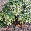 Night Blooming Jasmine Live Plant – Cestrum nocturnum Starter | Extremely Fragrant Night Flowering Plant | Indoor Outdoor Tropical Shrub
