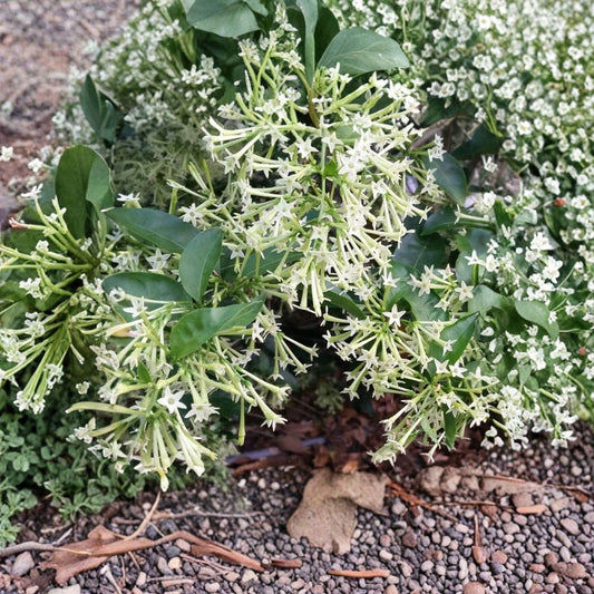 Night Blooming Jasmine Live Plant – Cestrum nocturnum Starter | Extremely Fragrant Night Flowering Plant | Indoor Outdoor Tropical Shrub