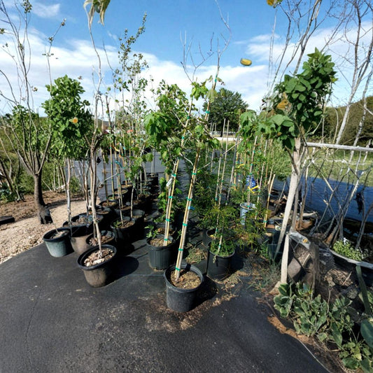 Native Red Maple Tree – Acer rubrum Live Tree | 4–6 Feet Tall | Shade Tree with Brilliant Red & Yellow Fall Color | Fast Growing Landscape Tree | Hardy Native Species