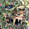 Variegated Asiatic Jasmine ‘Tricolor’ – Trachelospermum asiatica Live Plant | 4–6 Inches Tall | Evergreen Vine | Indoor Outdoor Ground Cover