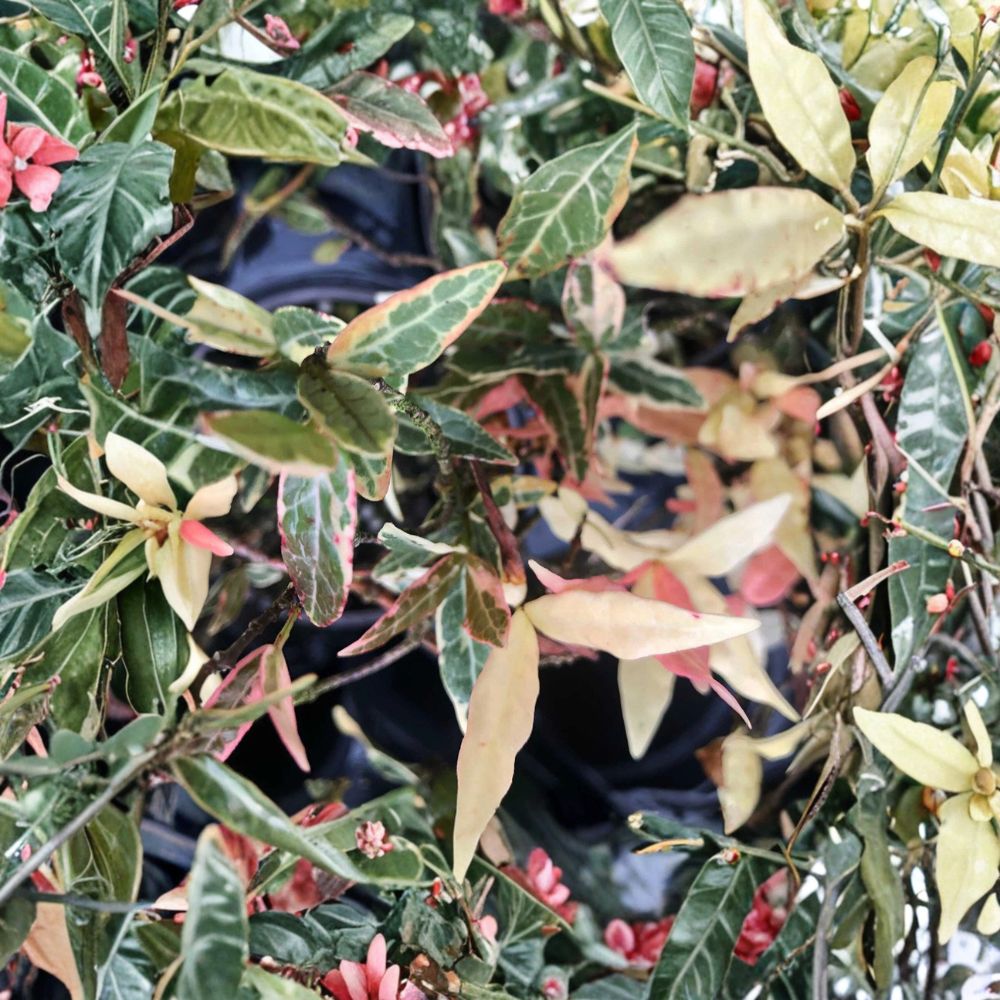 Variegated Asiatic Jasmine ‘Tricolor’ – Trachelospermum asiatica Live Plant | 4–6 Inches Tall | Evergreen Vine | Indoor Outdoor Ground Cover