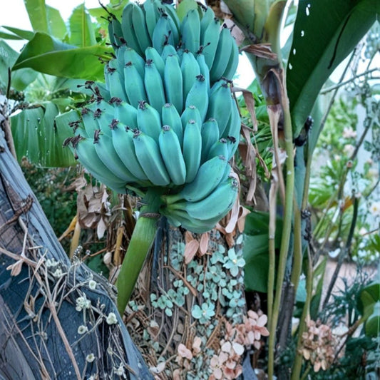 Ice Cream Banana – Set of 2 Live Plants | 4–6 Inches Tall | Blue Java Banana | No Pot | Tropical Musa Starter Plants | Patio & Container Friendly