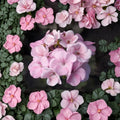 Maverick Appleblossom Geranium Seeds – 10 Premium Flower Seeds | Pink & White Blooms | Patio & Container Friendly | Easy to Grow