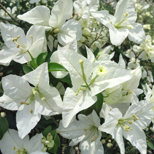 Rijnstar White Bougainvillea – Bougainvillea Live Bare Root Starter Plant | Rare White Flowering Tropical Vine