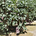 Purple Tree Collard Cutting – Perennial Kale Plant | 6–8 Inch Live Cutting | Edible Greens Vegetable Plant | Fast Growing Garden Kale | No Pot