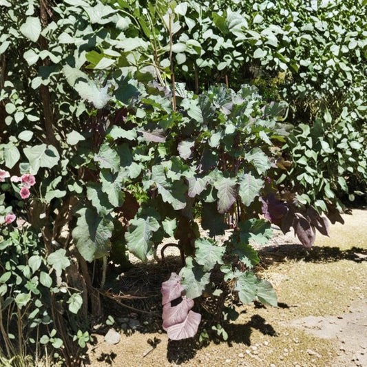 Purple Tree Collard Cutting – Perennial Kale Plant | 6–8 Inch Live Cutting | Edible Greens Vegetable Plant | Fast Growing Garden Kale | No Pot