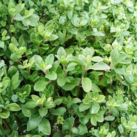 Sweet Marjoram Live Plants – Origanum majorana | 3 Pack | 2–6 Inches Tall | Rooted in Soil | No Pot | Culinary Herb | Perennial Herb Plant