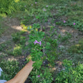 Citronella Scented Geranium Live Plant – Pelargonium citrosum Heirloom Plant | 1 Live Plant Included | Mosquito Repellent Fragrance | Patio & Container Friendly | Easy to Grow