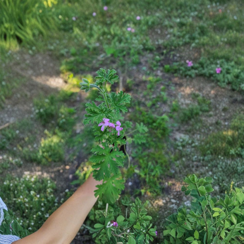 Citronella Scented Geranium Live Plant – Pelargonium citrosum Heirloom Plant | 1 Live Plant Included | Mosquito Repellent Fragrance | Patio & Container Friendly | Easy to Grow
