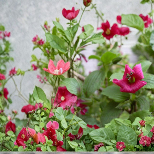 Hawaii Red Cranesbill Geranium Seeds – 25+ Premium Geranium Flower Seeds | Vibrant Red Garden Blooms