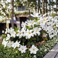 Chilean Jasmine Seeds – Mandevilla laxa 5 Pack | Fragrant White Flower Vine | Tropical Climbing Plant | Indoor Outdoor Growing