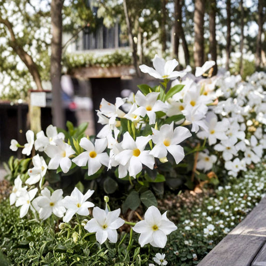 Chilean Jasmine Seeds – Mandevilla laxa 5 Pack | Fragrant White Flower Vine | Tropical Climbing Plant | Indoor Outdoor Growing