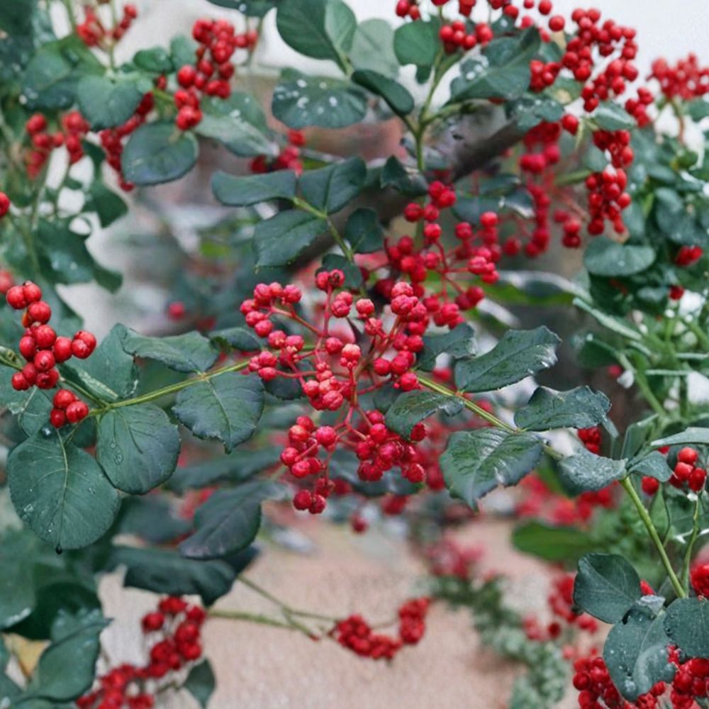 Sichuan Pepper Tree – Zanthoxylum simulans Live Plant | 3 Ft Tall in 1 Gallon Pot | Hanyuan Da Hong Pao | Szechuan Peppercorn Herb Tree