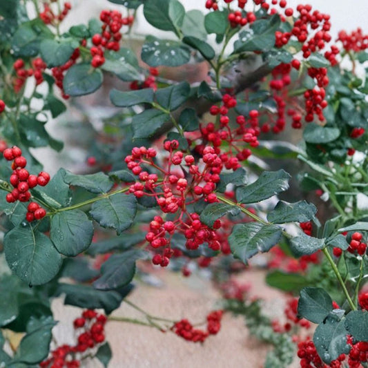 Sichuan Pepper Tree – Zanthoxylum simulans Live Plant | 3 Ft Tall in 1 Gallon Pot | Hanyuan Da Hong Pao | Szechuan Peppercorn Herb Tree