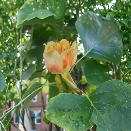 Tulip Tree Live Plant – Liriodendron tulipifera | 6" Tall | 4" Pot | Fast Growing Shade Tree | Ornamental Flowering Tree