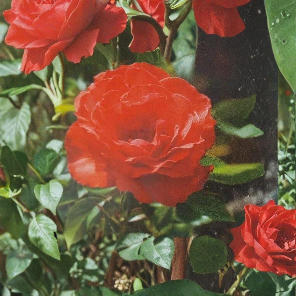 Impatient Floribunda Rose – Rosa Live Bush Plant | 5 Gallon Size | Orange Red Blooms | Repeat Flowering Rose Shrub | Landscape & Garden Favorite