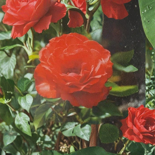 Impatient Floribunda Rose – Rosa Live Bush Plant | 5 Gallon Size | Orange Red Blooms | Repeat Flowering Rose Shrub | Landscape & Garden Favorite