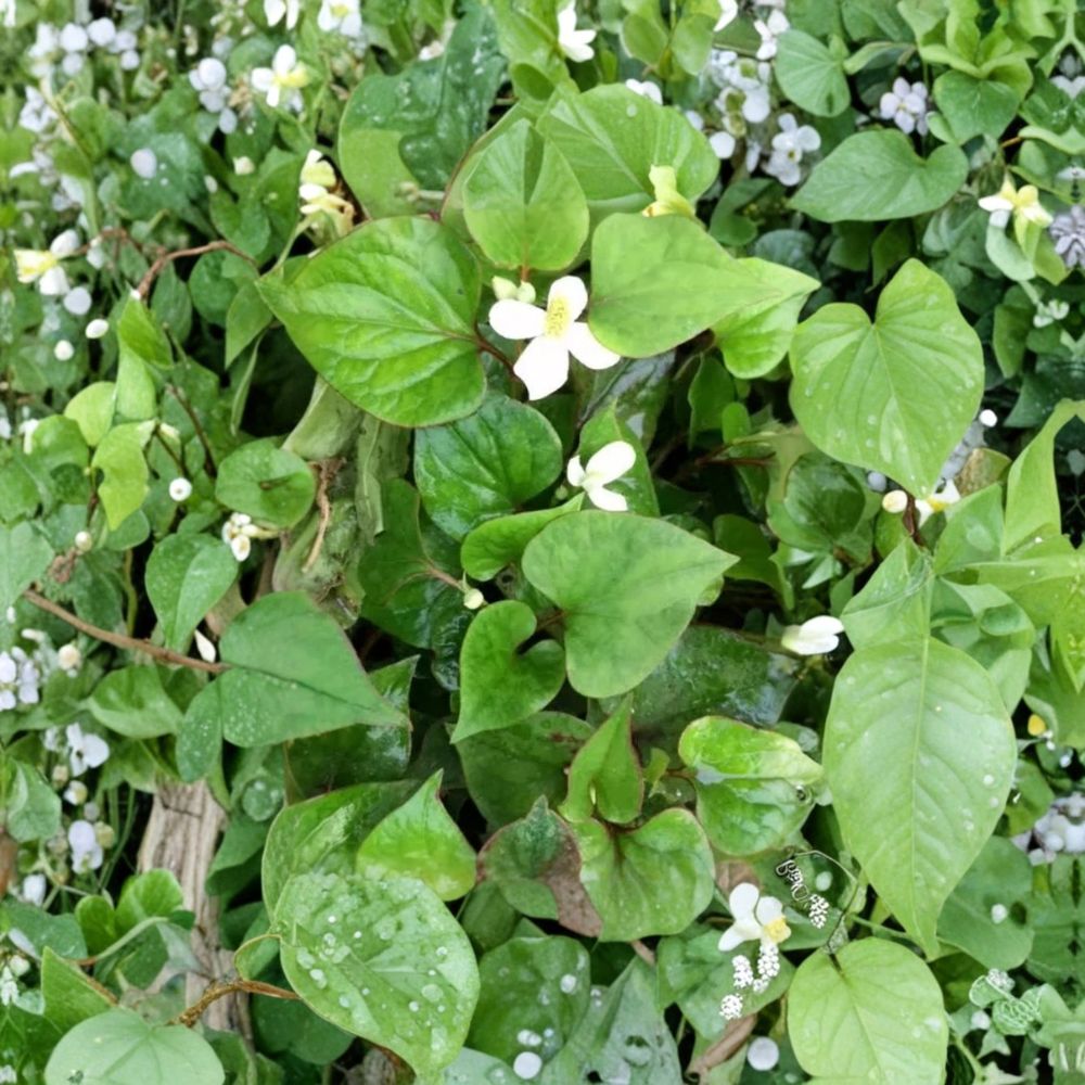 Fish Mint – Houttuynia cordata Bare Root Plants | 10 Live Rooted Plants | Edible Perennial Herb | Moist Garden & Pond Friendly