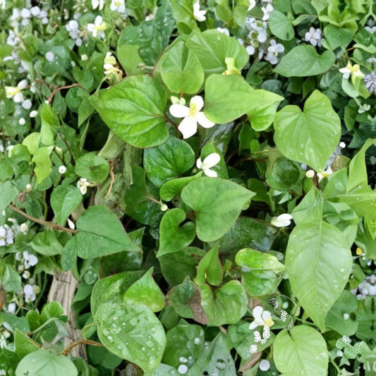 Fish Mint – Houttuynia cordata Bare Root Plants | 10 Live Rooted Plants | Edible Perennial Herb | Moist Garden & Pond Friendly