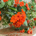 Cordia Sebestena Seeds – 5 Orange Geiger Tree Seeds | Tropical Flowering Tree | Pollinator Friendly | Rare Exotic Garden Plant