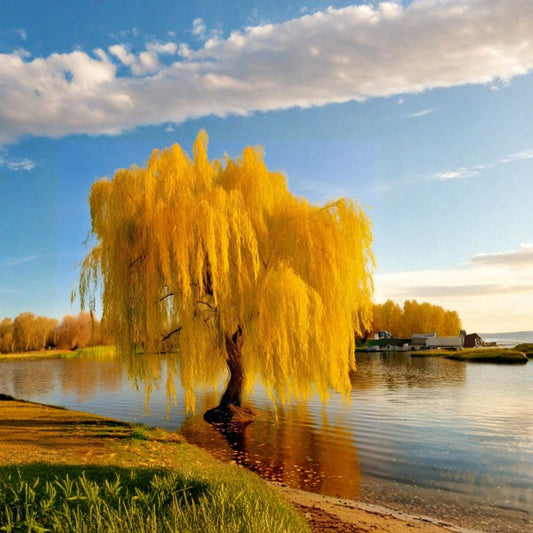 Golden Weeping Willow Tree – Salix babylonica Live Plant | Potted Bonsai Willow | Fast Growing Ornamental Tree | Elegant Weeping Form
