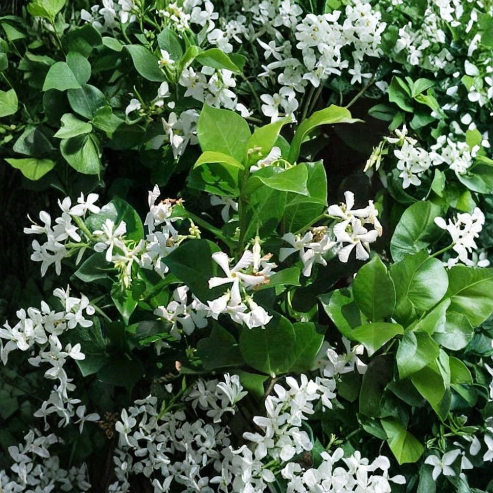 Confederate Jasmine Vine Live Plant – Trachelospermum jasminoides 1 Quart | Fragrant Star Jasmine | Evergreen Climbing Vine | Patio Trellis Plant