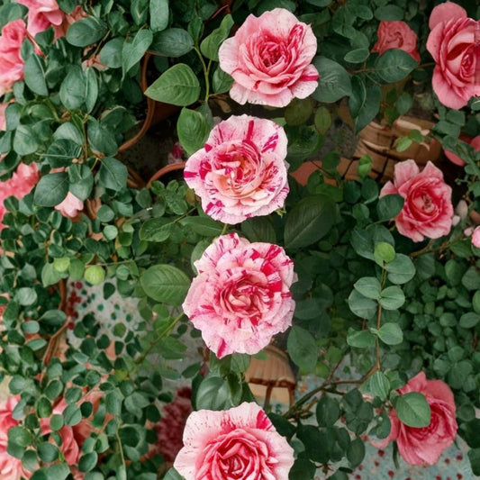 Scentimental Floribunda Rose – Live Bush Plant | 1 Gallon Size | Large Double Blooms | Striped Red & White Rose | Easy to Grow Garden Rose
