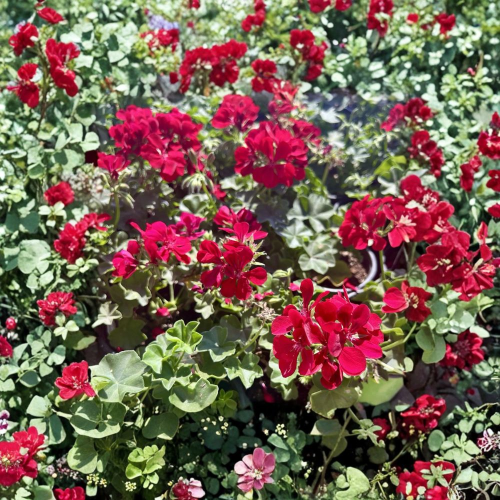 Red Geranium Live Plant in Pot – Blooming Pelargonium Flower Plant | Patio & Outdoor Container Garden Plant