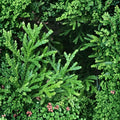 Emerald Green Arborvitae – Thuja occidentalis ‘Smaragd’ Live Starter Plants | 30 Pack Bare Root Privacy Hedge Trees | Evergreen Landscaping Screen | Outdoor Garden