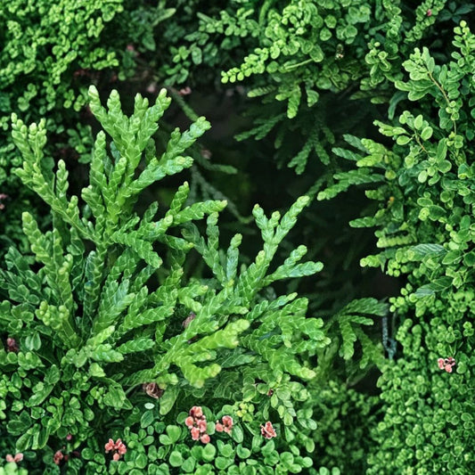 Emerald Green Arborvitae – Thuja occidentalis ‘Smaragd’ Live Starter Plants | 30 Pack Bare Root Privacy Hedge Trees | Evergreen Landscaping Screen | Outdoor Garden