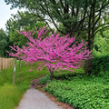 Eastern Redbud Tree – Cercis canadensis Live Plant | 2–3 Ft Potted Ornamental Tree | Pink Spring Blossoms | ハナズオウ 花蘇芳 紫荆