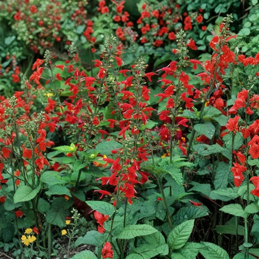 Scarlet Sage – Salvia coccinea Live Plant | Fully Rooted in 1 Gallon Nursery Pot | Hummingbird & Butterfly Friendly | Easy to Grow