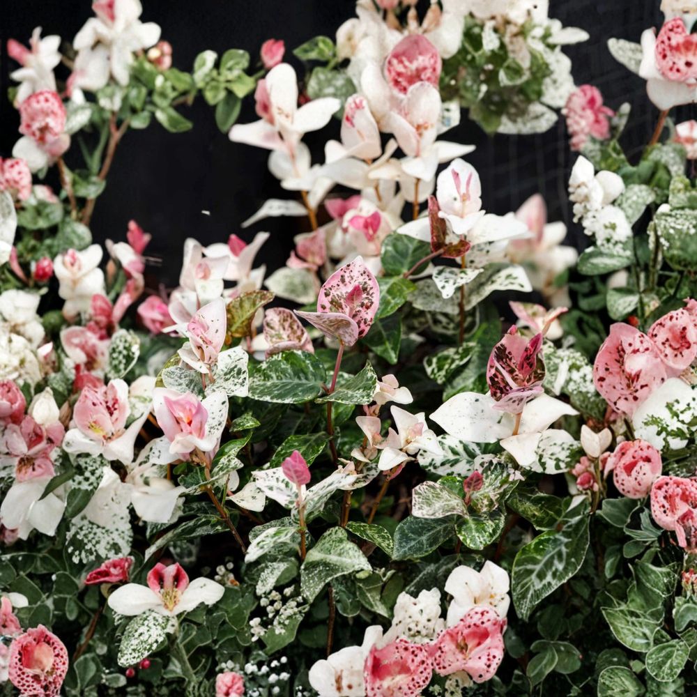 Snow in Summer Jasmine Seeds – Trachelospermum asiaticum 5 Seeds | Variegated Hardy Jasmine Vine | Fragrant White Flower Climber | Rare Plant