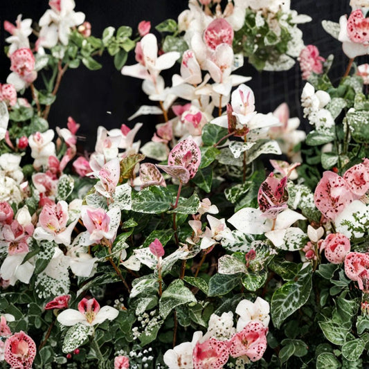 Snow in Summer Jasmine Seeds – Trachelospermum asiaticum 5 Seeds | Variegated Hardy Jasmine Vine | Fragrant White Flower Climber | Rare Plant
