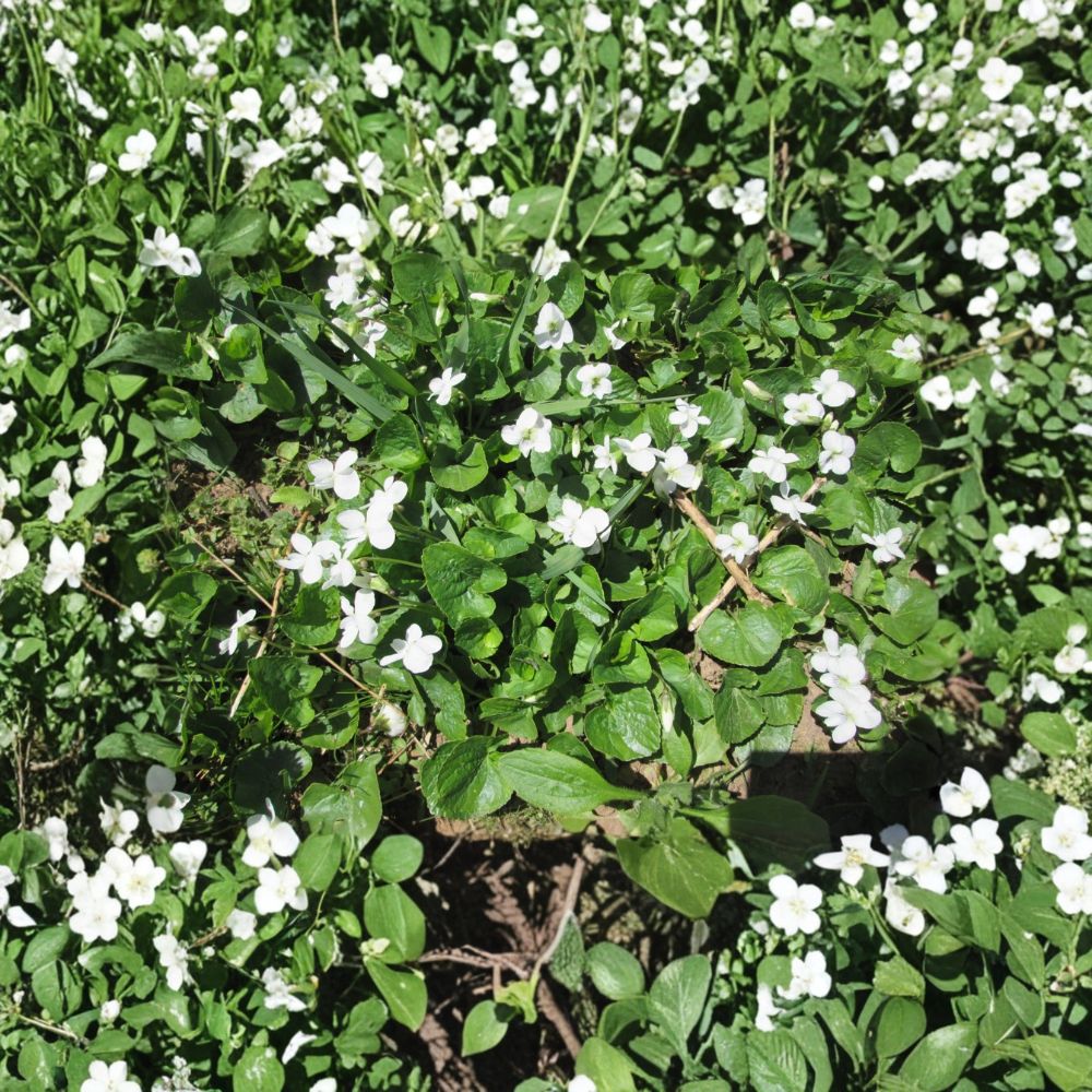 Woodland White Violets – 10 Live Bare Root Plants | Perennial Ground Cover | Shade & Sun Friendly | Ready to Plant