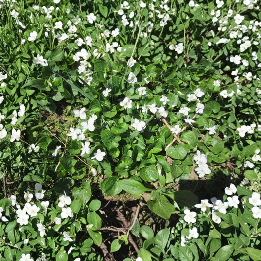 Woodland White Violets – 10 Live Bare Root Plants | Perennial Ground Cover | Shade & Sun Friendly | Ready to Plant