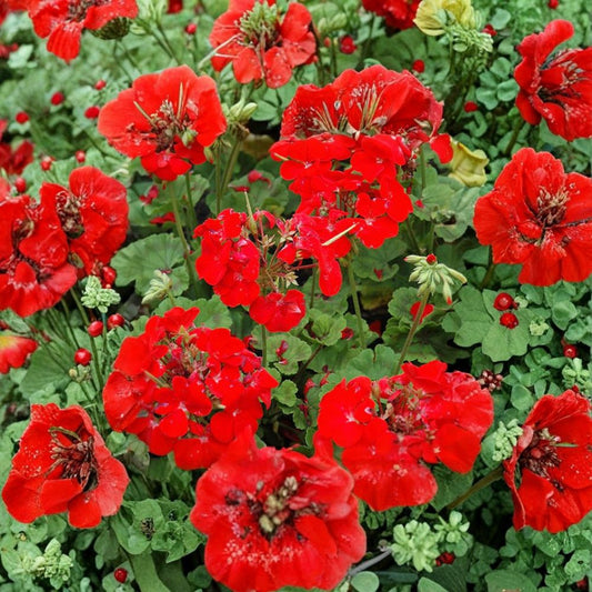 Pinto Premium Deep Red Geranium Seeds – 100 Coated Pelargonium Seeds | Early Blooming Red Garden & Pot Flowers