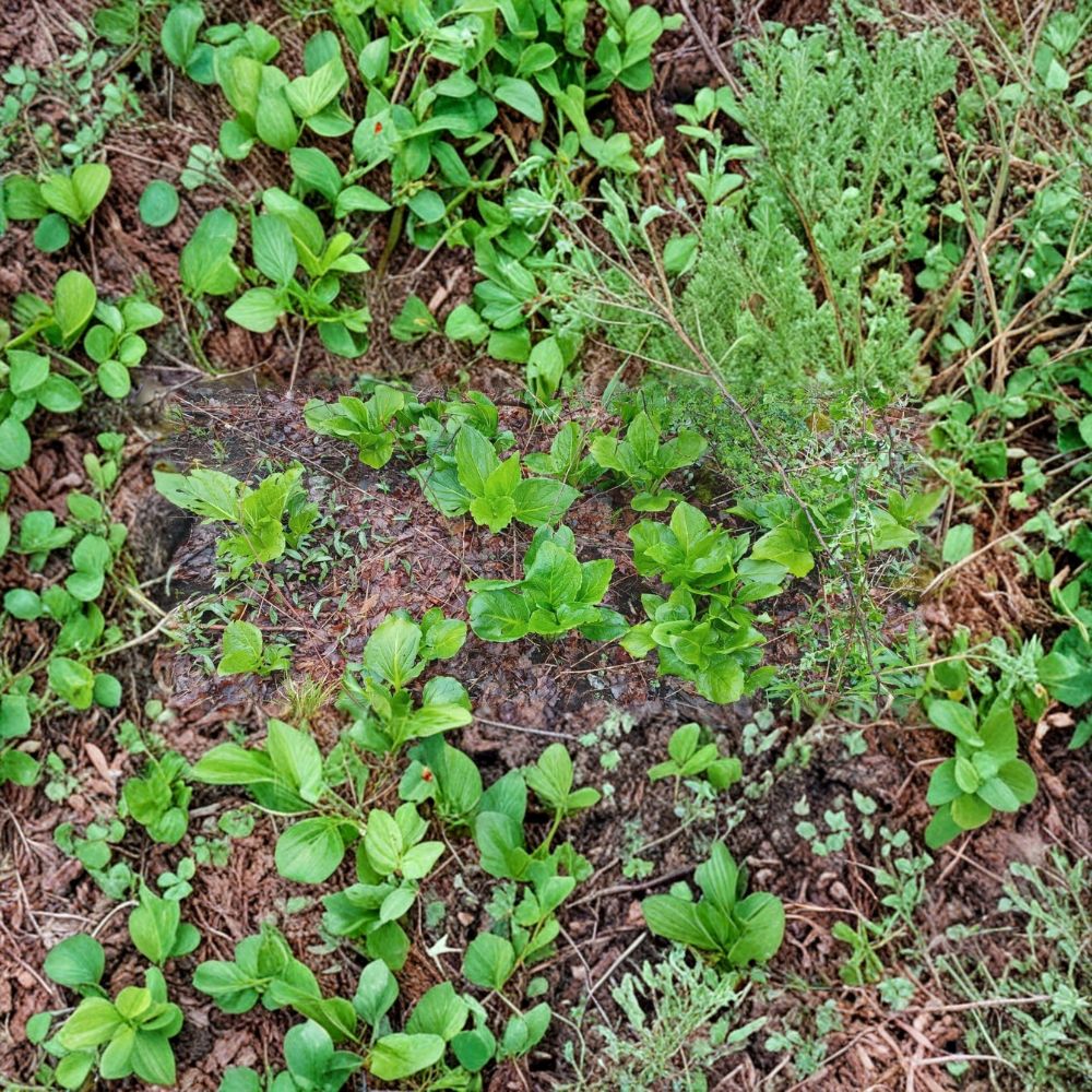 Skunk Cabbage – Symplocarpus foetidus Live Bare Root Plant | Freshly Harvested Root | Native Wetland Perennial | Shade Garden Plant