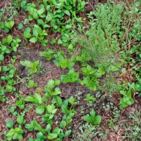 Skunk Cabbage – Symplocarpus foetidus Live Bare Root Plant | Freshly Harvested Root | Native Wetland Perennial | Shade Garden Plant
