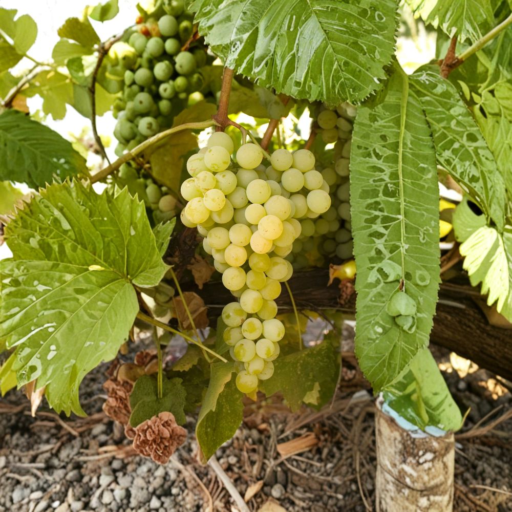 Marquis Seedless Grape Vine – Live Plant | White Table Grape | Large Sweet Berries | Cold Hardy Backyard Vine | Mid-Season Harvest