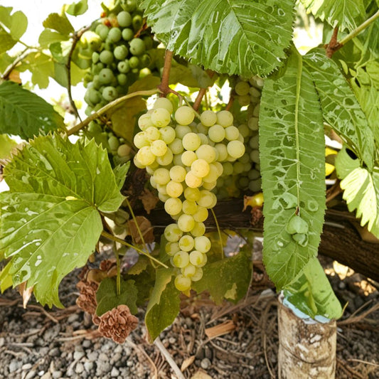 Marquis Seedless Grape Vine – Live Plant | White Table Grape | Large Sweet Berries | Cold Hardy Backyard Vine | Mid-Season Harvest