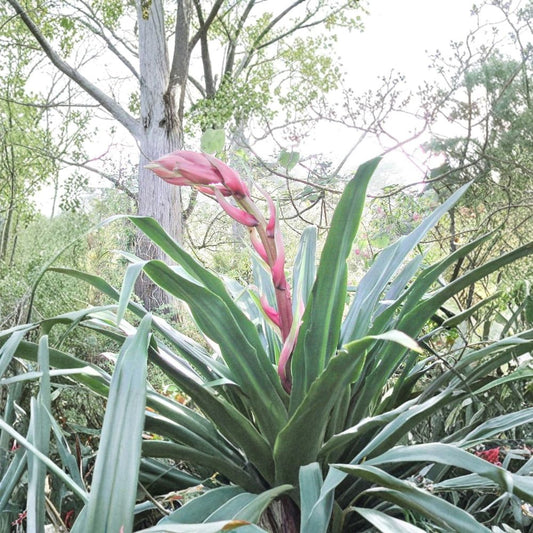 Flamingo Glow Live Plant – Beschorneria yuccoides ‘Flamingo Glow’ | 4 Inch Grow Pot | Spineless Succulent | Coral-Pink Blooms | Architectural Garden Plant