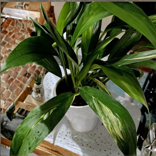 Variegated Silver Streak Pothos – Live Rooted Plant | Rare Variegated Houseplant | Tropical Indoor Vine | Climbing Foliage | Collector Plant | Easy-Care Starter