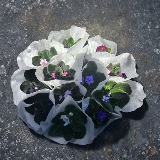 African Violet Live Plant – 4 Inch Potted Houseplant | Purple Flowering Saintpaulia | Indoor Flower Starter | Easy Care