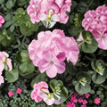 Geranium Pinto Premium Lavender – Pelargonium Seeds | 1,000 Seeds | Pastel Lavender Blooms | Vigorous Garden Variety | Pot & Landscape Friendly | Easy to Grow