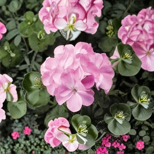 Geranium Pinto Premium Lavender – Pelargonium Seeds | 1,000 Seeds | Pastel Lavender Blooms | Vigorous Garden Variety | Pot & Landscape Friendly | Easy to Grow