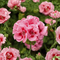 Pink Flame Geranium Starter Plant – Live Geranium Plant | Vibrant Pink Blooms | Patio & Container Friendly | Easy to Grow Flowering Plant