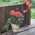 Maverick Series Coral Geranium Seeds – 10 Premium Flower Seeds | Bright Coral Orange Blooms | Patio & Container Friendly | Easy to Grow