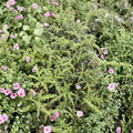 Pine Scented Geranium Live Plant – Pelargonium denticulatum Quart Pot | Fragrant Indoor Outdoor Herb Plant
