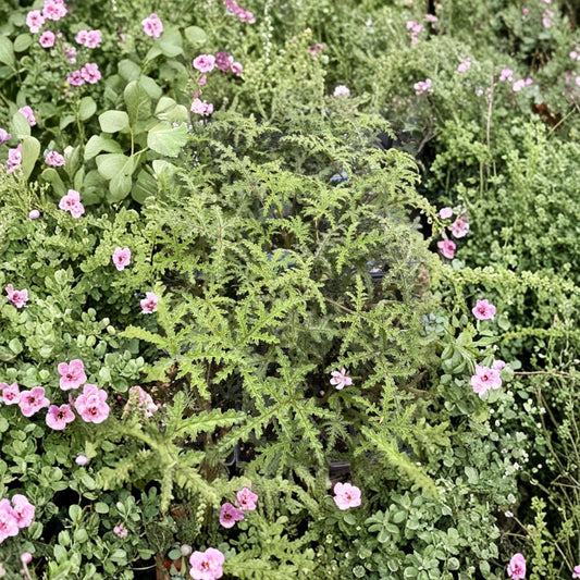 Pine Scented Geranium Live Plant – Pelargonium denticulatum Quart Pot | Fragrant Indoor Outdoor Herb Plant